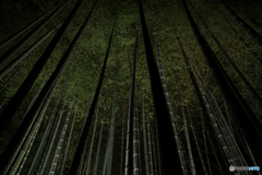 青蓮院・竹林（ライトアップ）