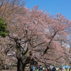 散り始めの桜