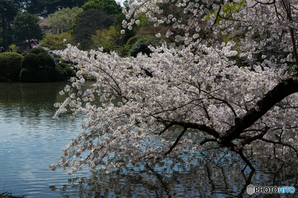 鏡写しの桜