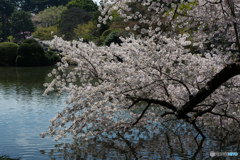 鏡写しの桜