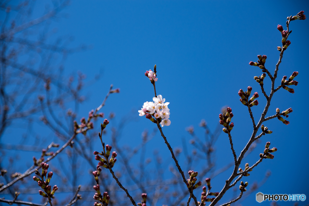 一輪の桜
