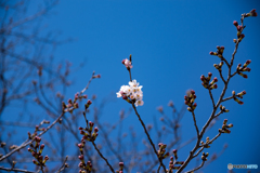 一輪の桜