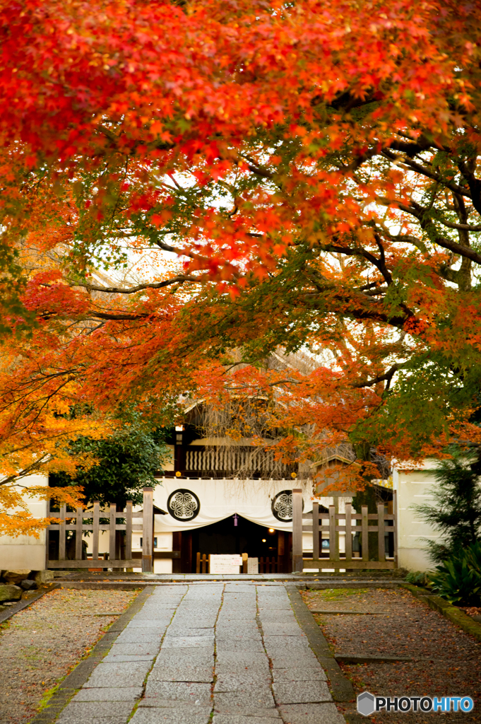 養源院の紅葉