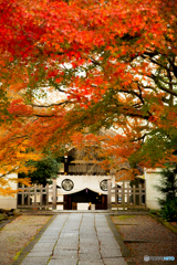 養源院の紅葉