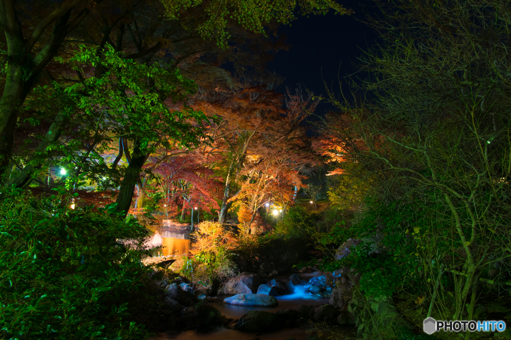 熱海梅園　ライトアップ