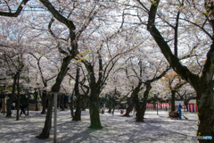 上も下も桜