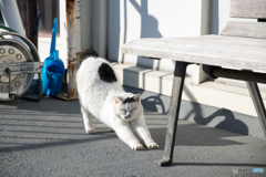 伸び伸びな猫