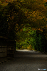 龍安寺の参道