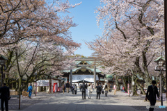 靖国神社　参道