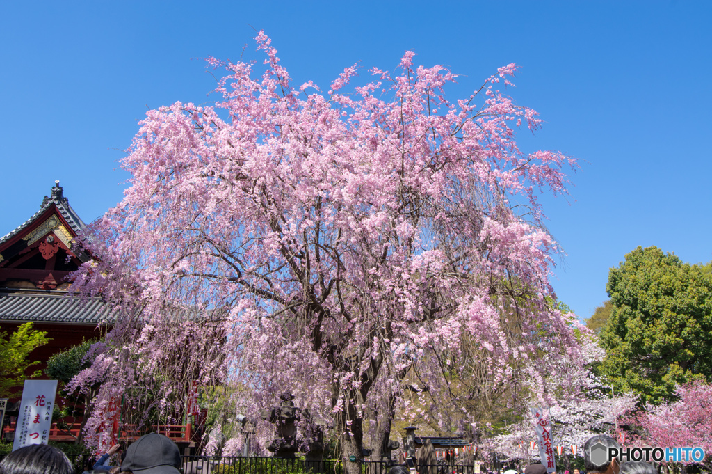 上野　枝垂れ桜