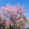 上野　枝垂れ桜