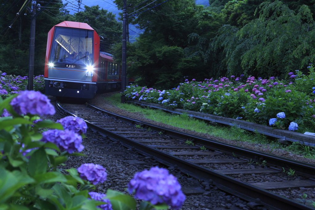 あじさい電車