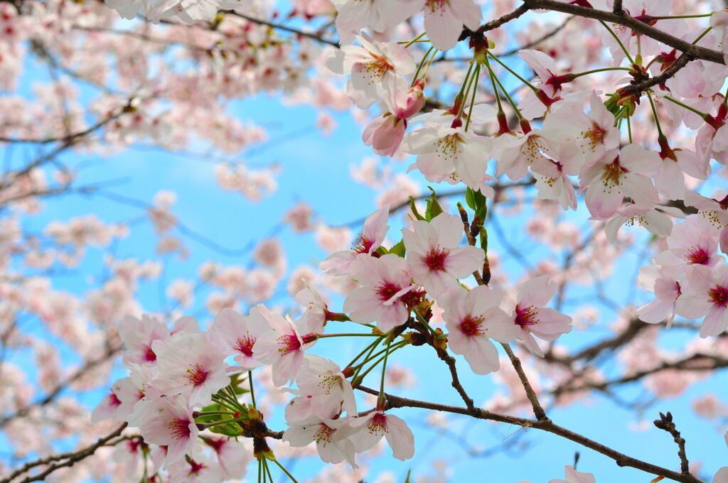 あの頃の桜