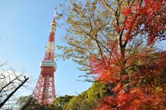 晩秋の東京タワー