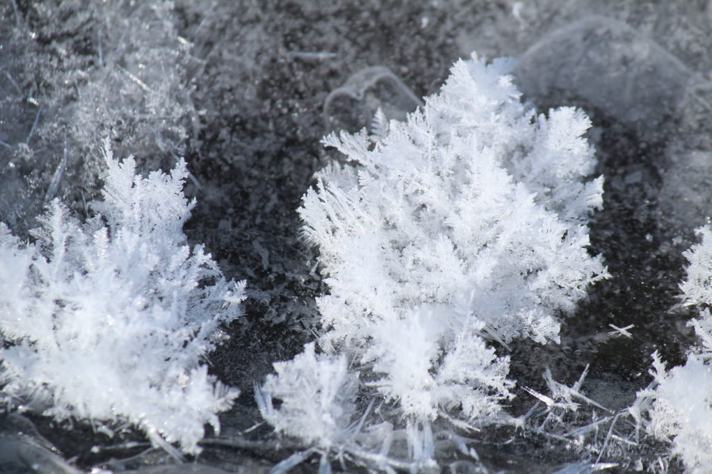 フロストフラワー