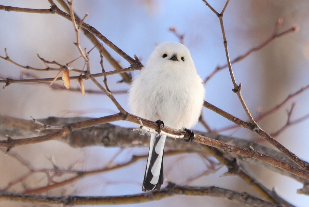 雪だるまですか?