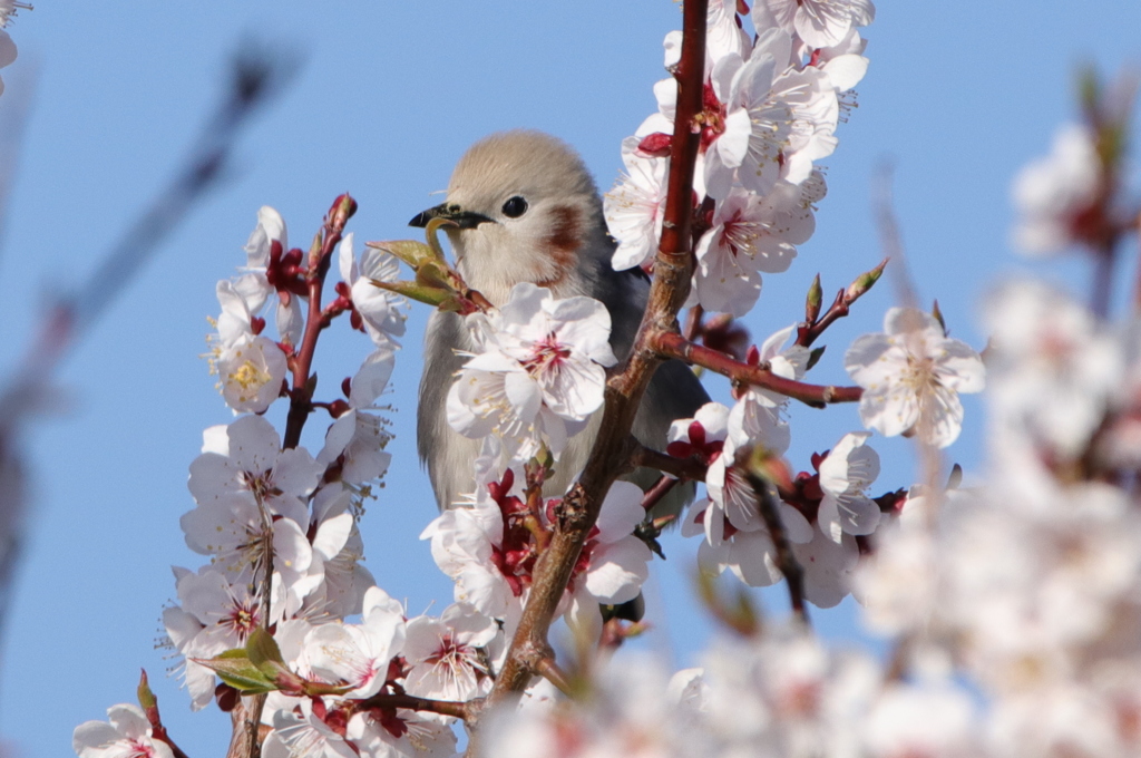 花を纏って