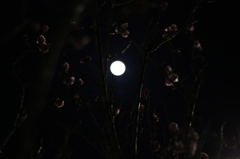 月夜と梅