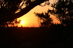 松林から見た夕日