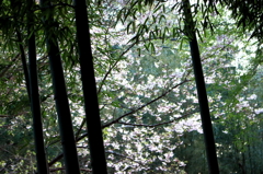 竹林に降り注ぐ