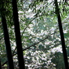 竹林に降り注ぐ