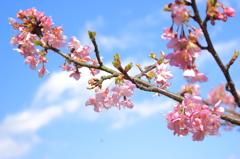 河津桜