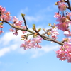 河津桜