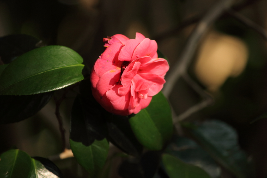 一輪の花