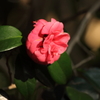 一輪の花