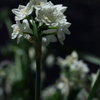 道端の花
