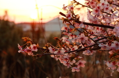 夕桜