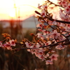夕桜