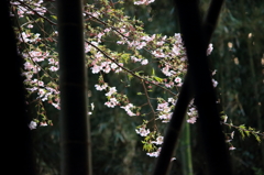 竹林の隙間から