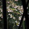 竹林の隙間から