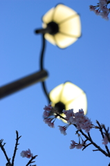 桜街灯
