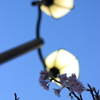 桜街灯
