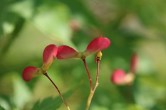 紅葉の花