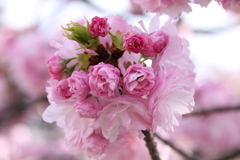 大阪造幣局 桜の通り抜け②