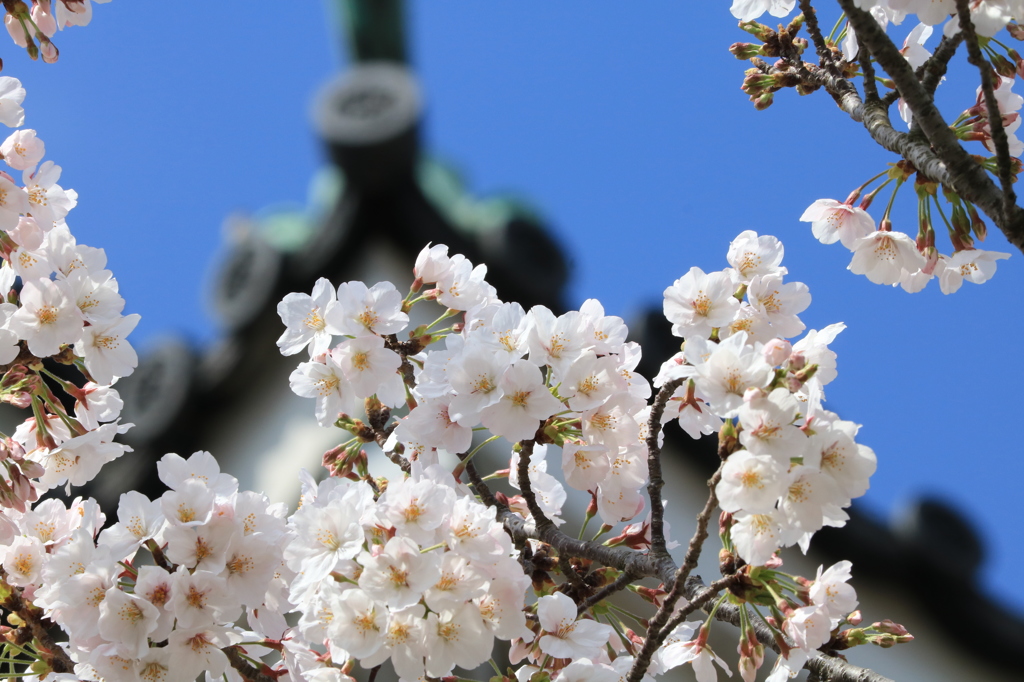 和歌山城の桜