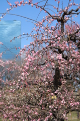 梅林