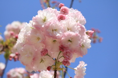 今年最後の桜