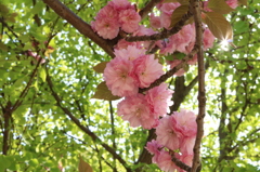 今年最後の桜2