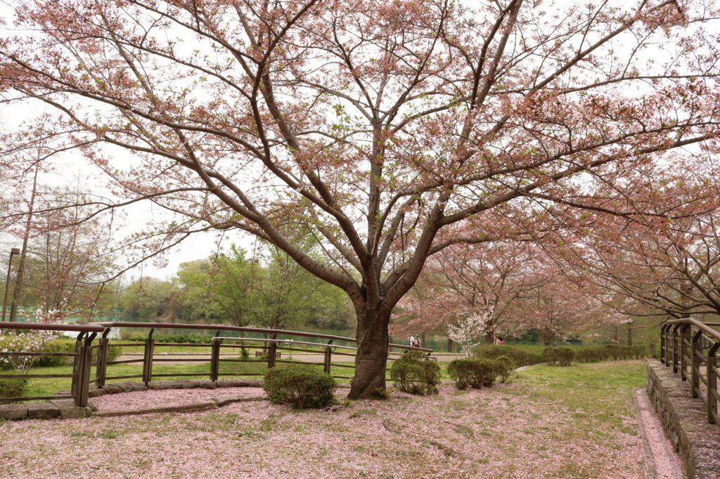 散りゆく桜
