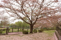 散りゆく桜