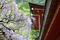 春日大社の藤