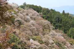 吉野山の桜