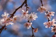 十月桜