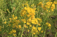 菜の花