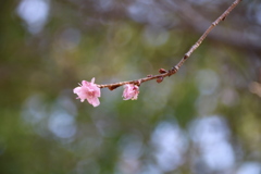 大阪城公園の桜
