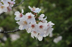 桜②